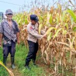 Polsek Panongan Laporkan Perkembangan Positif Program Ketahanan Pangan di Desa Ranca Iyuh