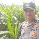 POLSEK PANONGAN LAPORKAN PERKEMBANGAN PROGRAM KETAHANAN PANGAN, TANAMAN JAGUNG HIBRIDA DI DESA RANCAKALAPA TUMBUH OPTIMAL