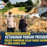 Sukseskan Program Ketahanan Pangan Presiden, Polsek Panongan Gelar Panen Jagung di Desa Ranca Iyuh